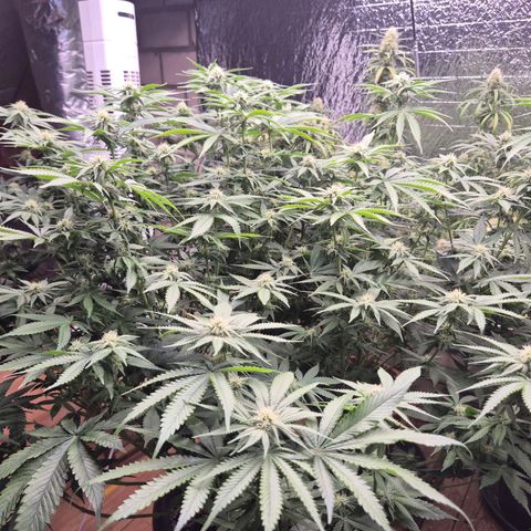 WTF- Königin Mimosa evo 👑👑👑 (65-70bt) growlog timeline photo