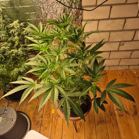 Ice cream cake 🍰 & permanent marker🖊(65-73bt) growlog timeline photo