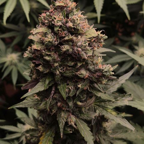 Anna, CBD (49-56BT/77- 84 Tage nach Keimung) growlog timeline photo