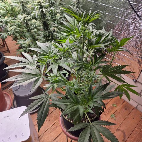 Ice cream cake 🍰 & permanent marker🖊(65-73bt) growlog timeline photo