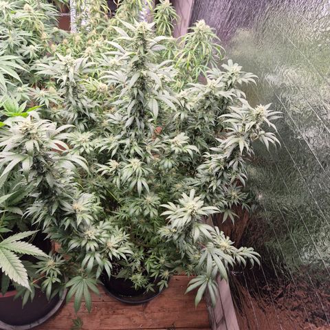 Biscotti (56-70bt) growlog timeline photo
