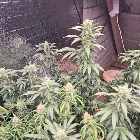 Biscotti (56-70bt) growlog timeline photo