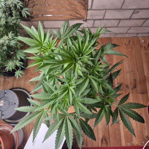 Ice cream cake 🍰 & permanent marker🖊(65-73bt) growlog timeline photo