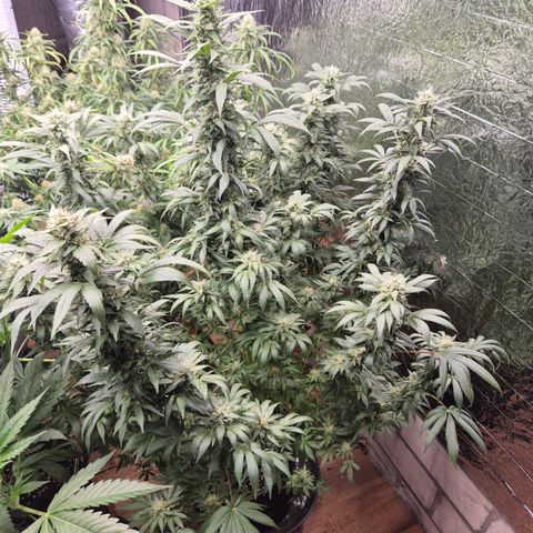 Biscotti (56-70bt) growlog timeline photo