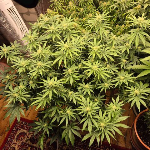 WTF- Königin Mimosa evo 👑👑👑 (65-70bt) growlog photo: Ständig am entlauben 🤣❤️💚