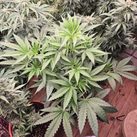 Ice cream cake 🍰 & permanent marker🖊(65-73bt) growlog timeline photo