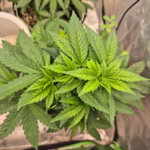 💚Bubba kush 🦝 (56-63 BT) growlog timeline photo