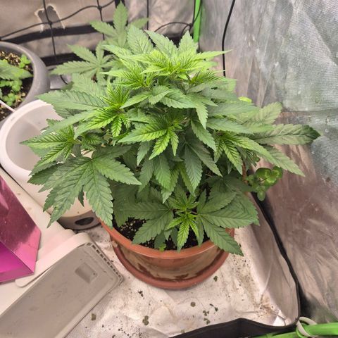 💚Bubba kush 🦝 (56-63 BT) growlog photo: 🤩👌erholt