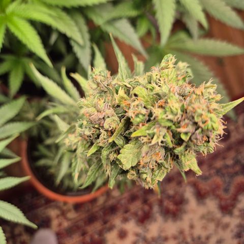 Anna, CBD (49-56BT/77- 84 Tage nach Keimung) growlog timeline photo