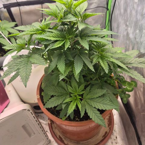 💚Bubba kush 🦝 (56-63 BT) growlog photo: Calmag ist leer, ist aber bestellt 👀😱😅