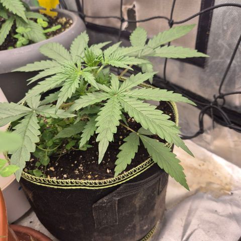 💚CHOCOLOPE 🍫 ☕️auto (56-63 BT) growlog timeline photo