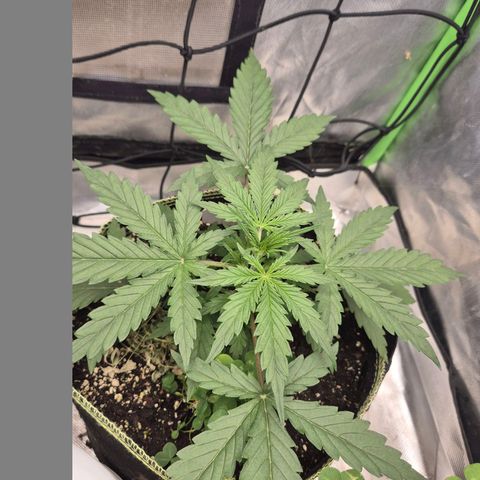 💚CHOCOLOPE 🍫 ☕️auto (56-63 BT) growlog timeline photo