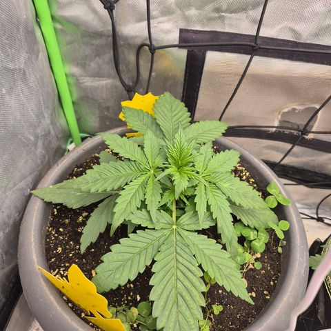 LSD auto (63-70 Tage ab Keimung) growlog photo: Fehlt auch calmag - 