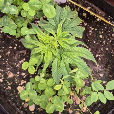 Mimosa evo stecki  🍊🍋🍍 (65-70bt) growlog timeline photo