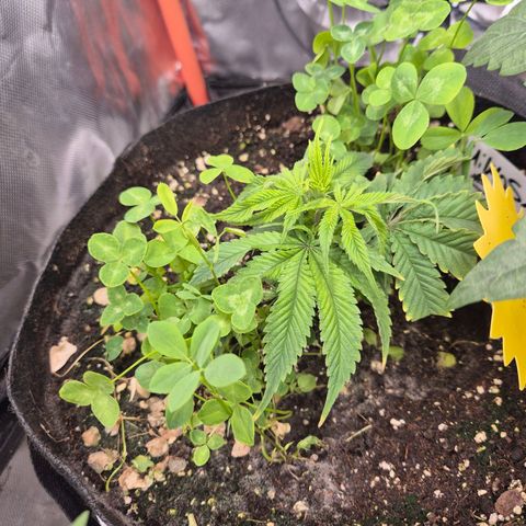 Mimosa evo stecki  🍊🍋🍍 (65-70bt) growlog timeline photo