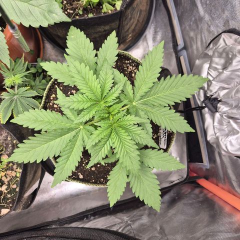 Tangerine dream 🌴 (60-65bt)  growlog timeline photo