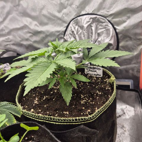 Tangerine dream 🌴 (60-65bt)  growlog timeline photo