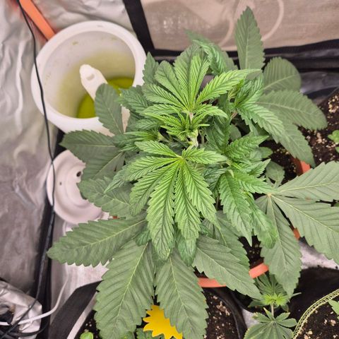 ICE 💚🧊 (63-70bt) growlog timeline photo