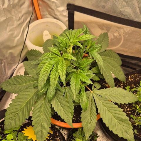 ICE 💚🧊 (63-70bt) growlog timeline photo