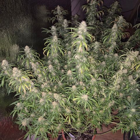 Afghani #1 (45-50bt) growlog timeline photo