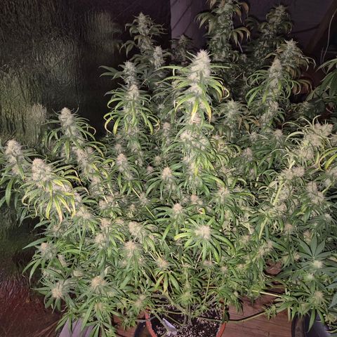Afghani #1 (45-50bt) growlog timeline photo