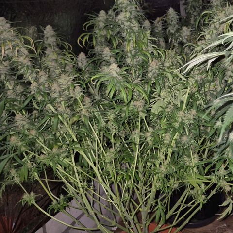 Afghani #1 (45-50bt) growlog timeline photo