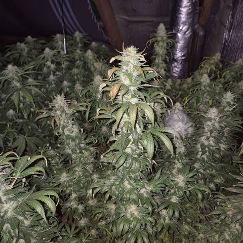 Biscotti (56-70bt) growlog timeline photo