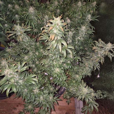 Biscotti (56-70bt) growlog timeline photo