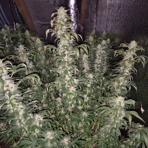 Biscotti (56-70bt) growlog timeline photo