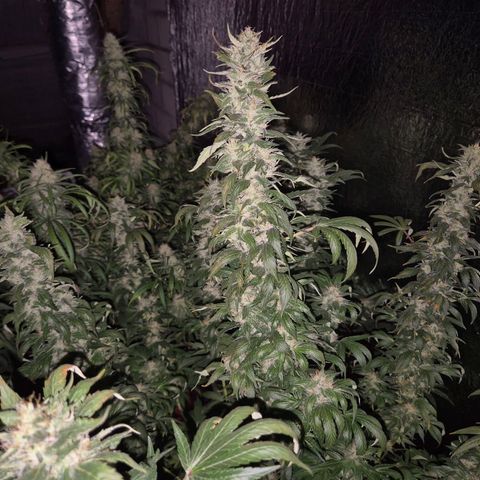 Biscotti (56-70bt) growlog timeline photo