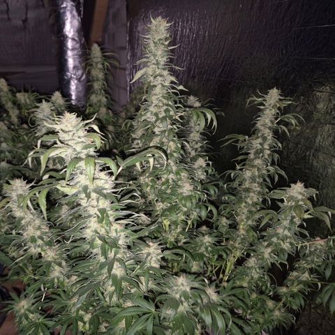 Biscotti (56-70bt) growlog timeline photo