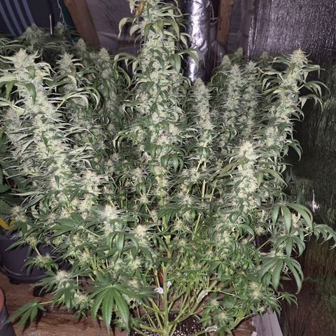 Biscotti (56-70bt) growlog timeline photo