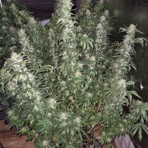 Biscotti (56-70bt) growlog timeline photo