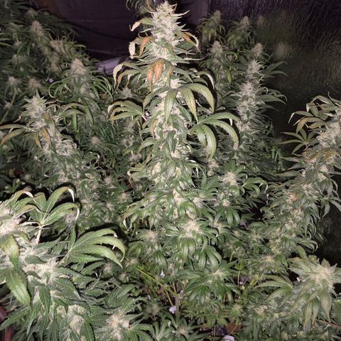 Biscotti (56-70bt) growlog timeline photo