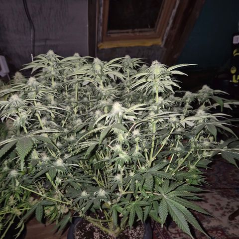 WTF- Königin Mimosa evo 👑👑👑 (65-70bt) growlog timeline photo