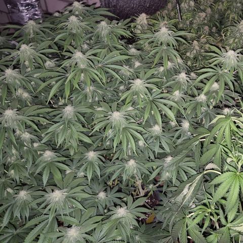 WTF- Königin Mimosa evo 👑👑👑 (65-70bt) growlog timeline photo