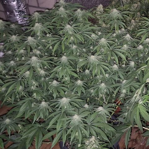 WTF- Königin Mimosa evo 👑👑👑 (65-70bt) growlog timeline photo