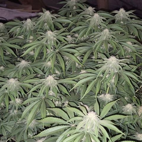 WTF- Königin Mimosa evo 👑👑👑 (65-70bt) growlog timeline photo