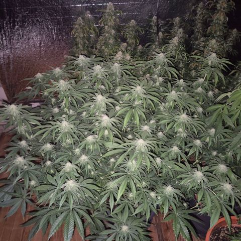 WTF- Königin Mimosa evo 👑👑👑 (65-70bt) growlog timeline photo