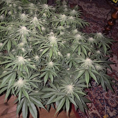 WTF- Königin Mimosa evo 👑👑👑 (65-70bt) growlog timeline photo