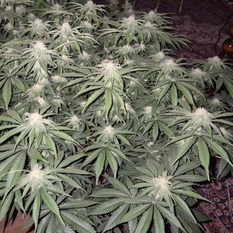 WTF- Königin Mimosa evo 👑👑👑 (65-70bt) growlog timeline photo