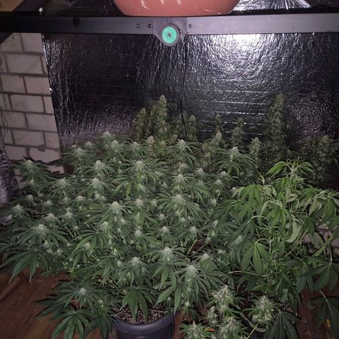 WTF- Königin Mimosa evo 👑👑👑 (65-70bt) growlog timeline photo
