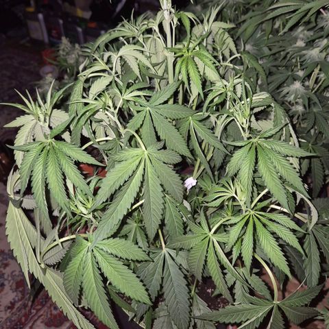 Ice cream cake 🍰 & permanent marker🖊(65-73bt) growlog timeline photo