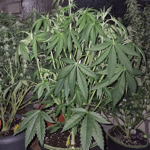Ice cream cake 🍰 & permanent marker🖊(65-73bt) growlog timeline photo