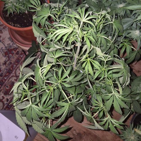 Ice cream cake 🍰 & permanent marker🖊(65-73bt) growlog timeline photo