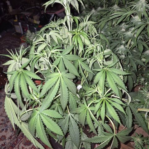 Ice cream cake 🍰 & permanent marker🖊(65-73bt) growlog timeline photo