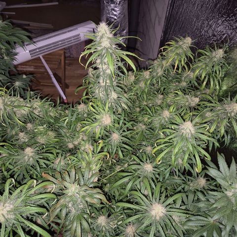 Afghani #1 (45-50bt) growlog timeline photo