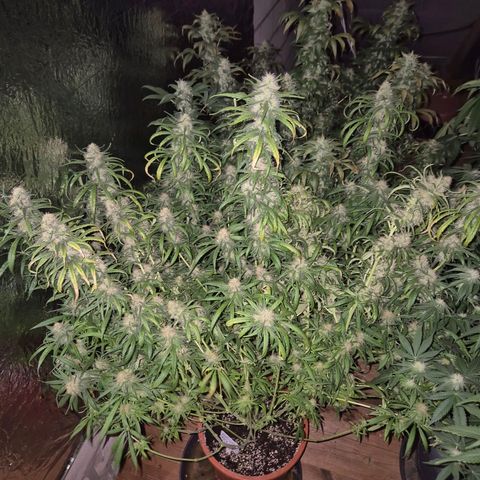 Afghani #1 (45-50bt) growlog timeline photo