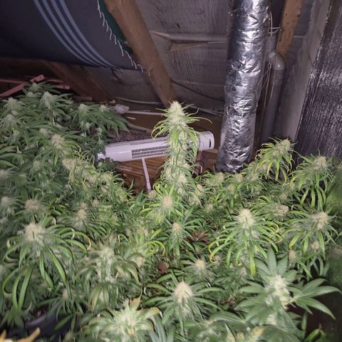 Afghani #1 (45-50bt) growlog timeline photo