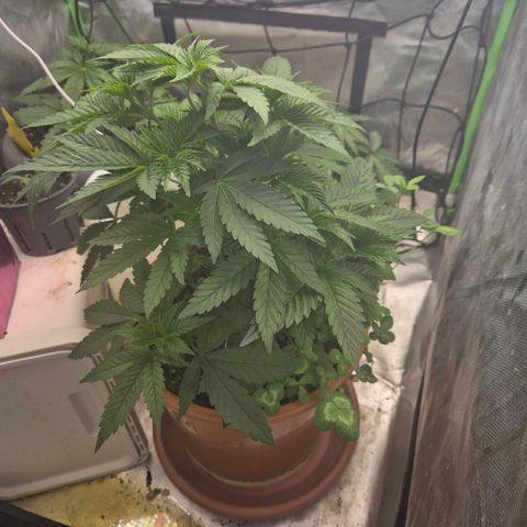 💚Bubba kush 🦝 (56-63 BT) growlog timeline photo